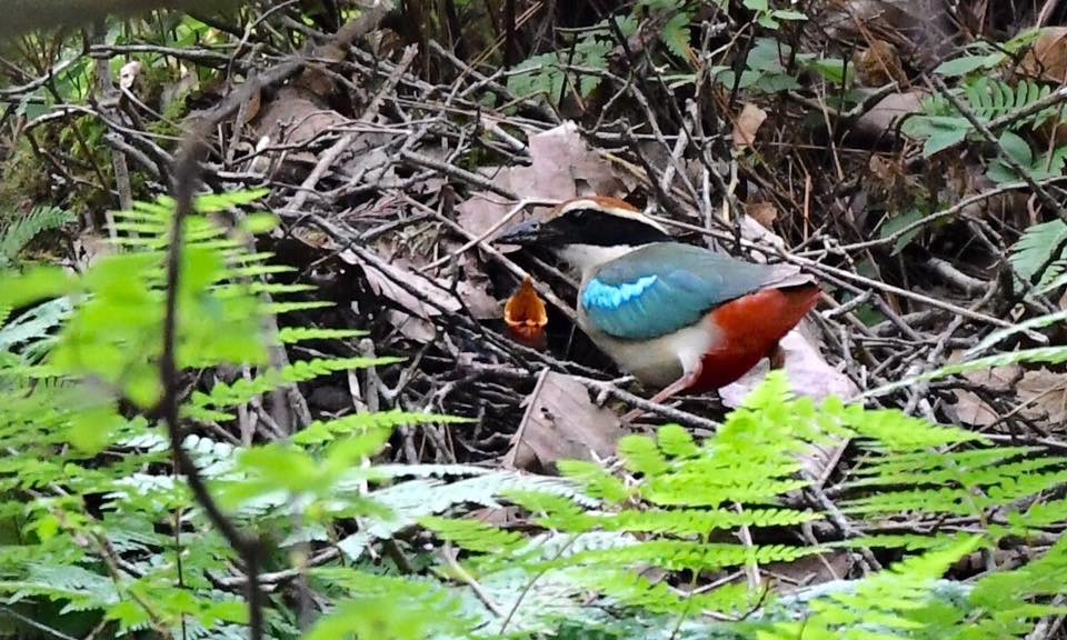 Fn ヤイロチョウ 朽木 とういっちゃーずろぐ